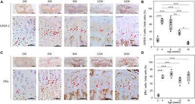 G-Protein-Coupled Estrogen Receptor-1 Positively Regulates the Growth Plate Chondrocyte Proliferation in Female Pubertal Mice